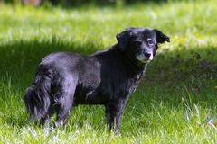 Blacky - mein Hund - 15 Jahre - einfach so