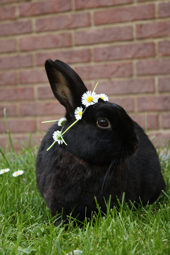 Blacky mit Gänseblümchenkranz