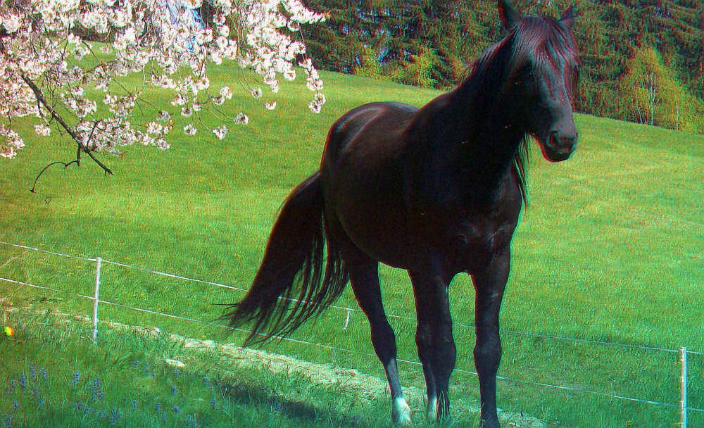 Blacky (rot/cyan)