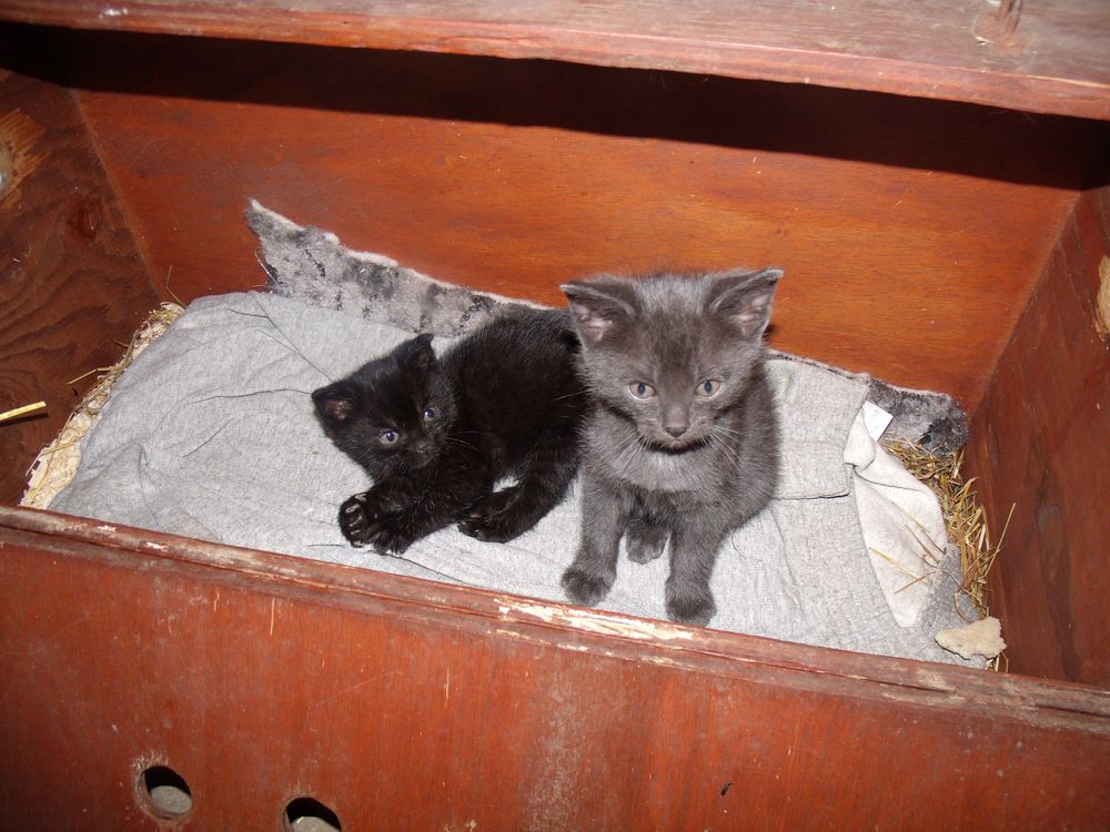 Blacky und Bärchen von Beke .Mohr 