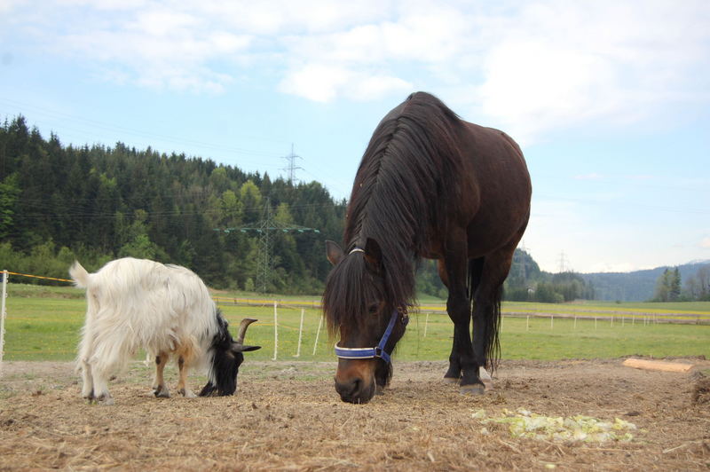 Blacky und Moritz ......