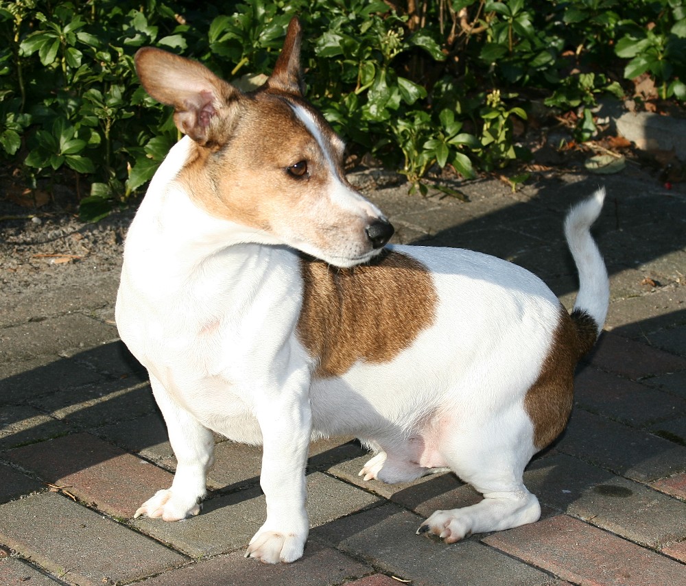 Blacky, unser Gast aus Mörfelden