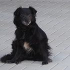 Blacky - unsere Aufpasserin