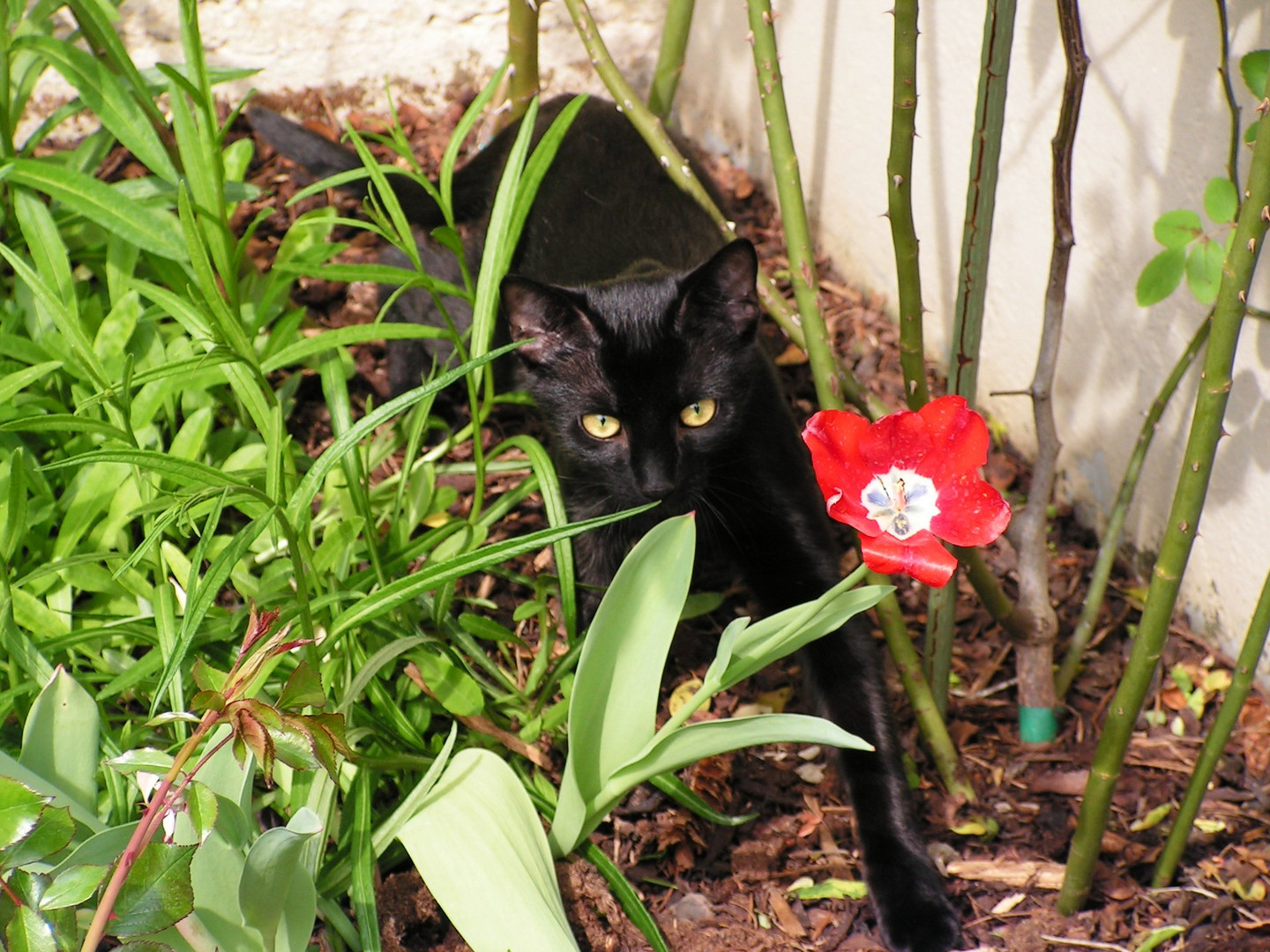 Blacky wird nie wieder im Garten spielen