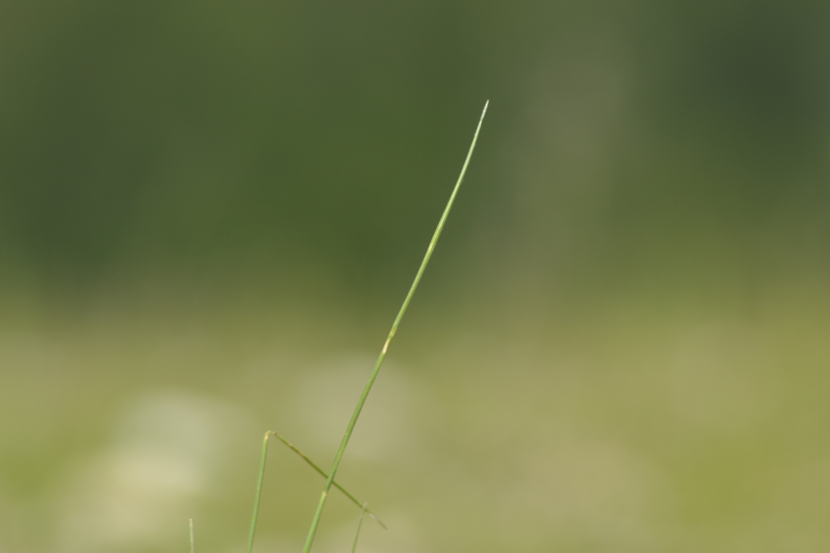 blade of grass