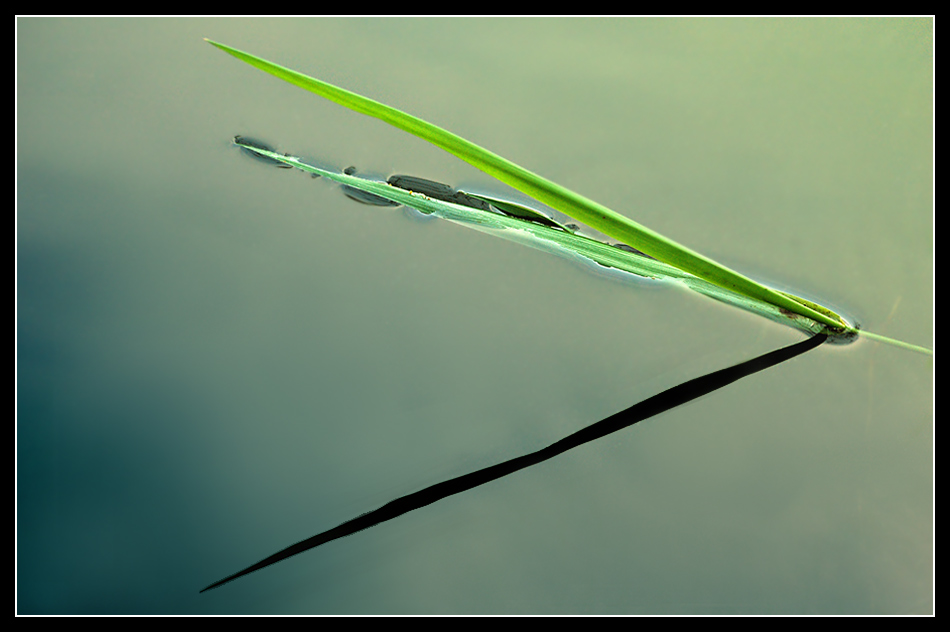 blade of grass