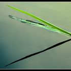 blade of grass