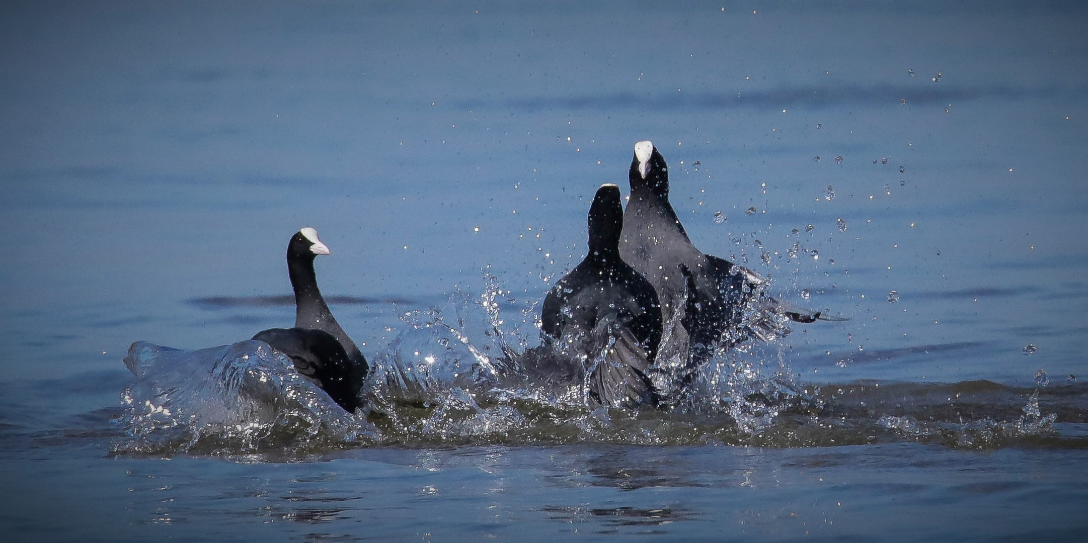Bläshühner Foto & Bild tiere, wildlife, wild lebende vögel Bilder auf
