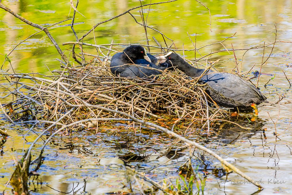 Bläshühner im Nest