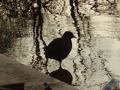 Bläshuhn 2 / European Coot 2