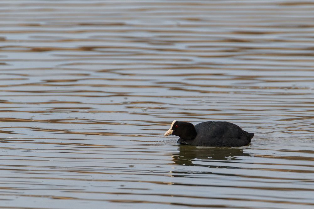 Bläshuhn auf dem Weiher