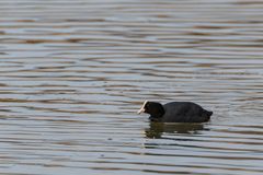 Bläshuhn auf dem Weiher