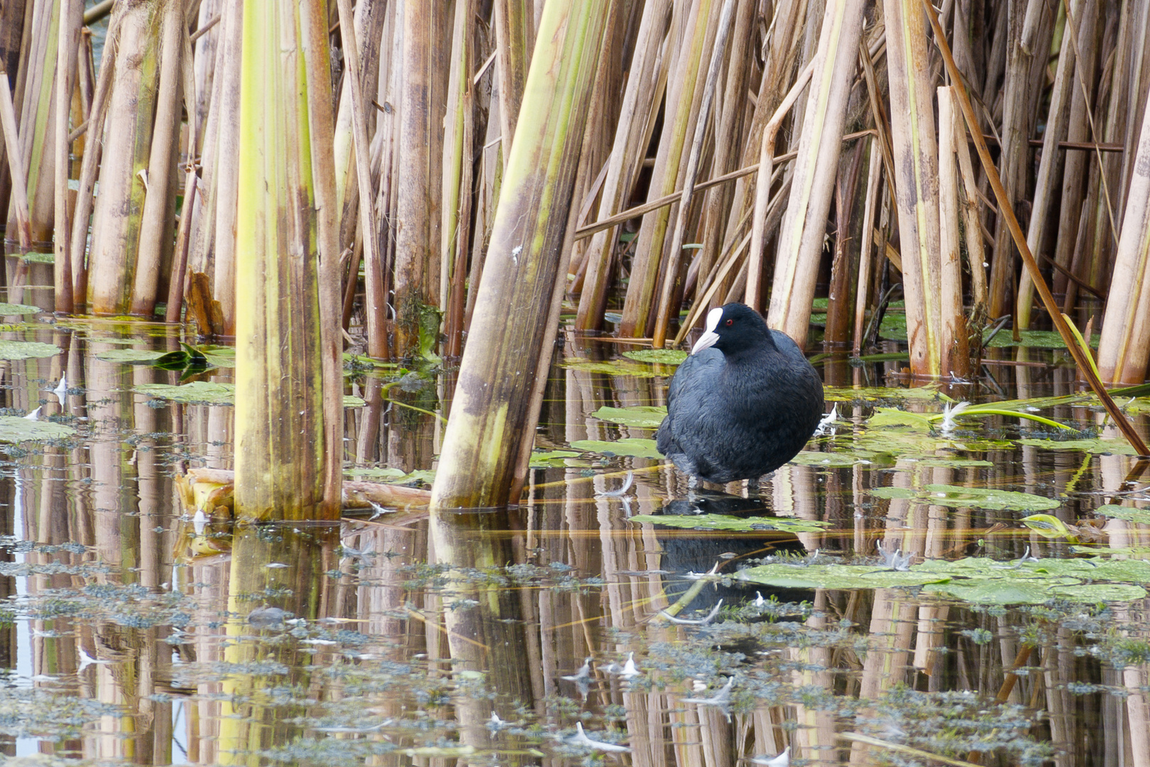 Bläshuhn im Weiher