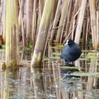 Bläshuhn im Weiher