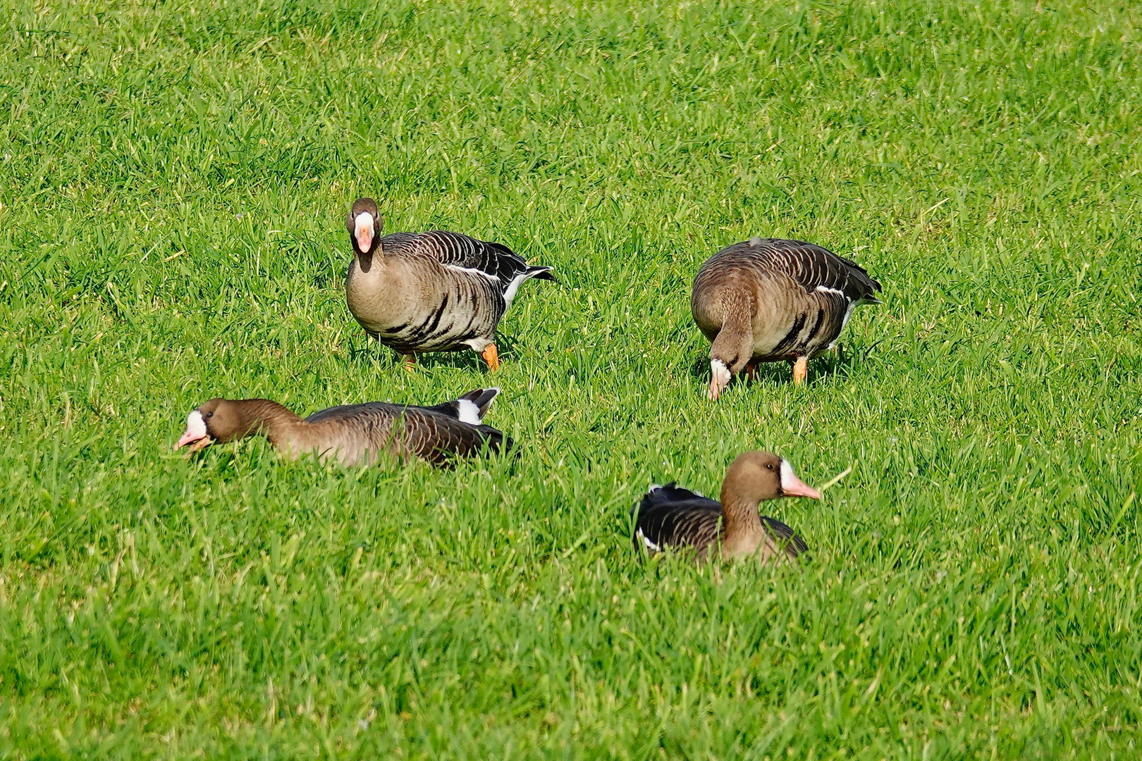 BLÄSSGÄNSE