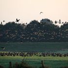 Blässgänse am frühen Morgen (DOKU)