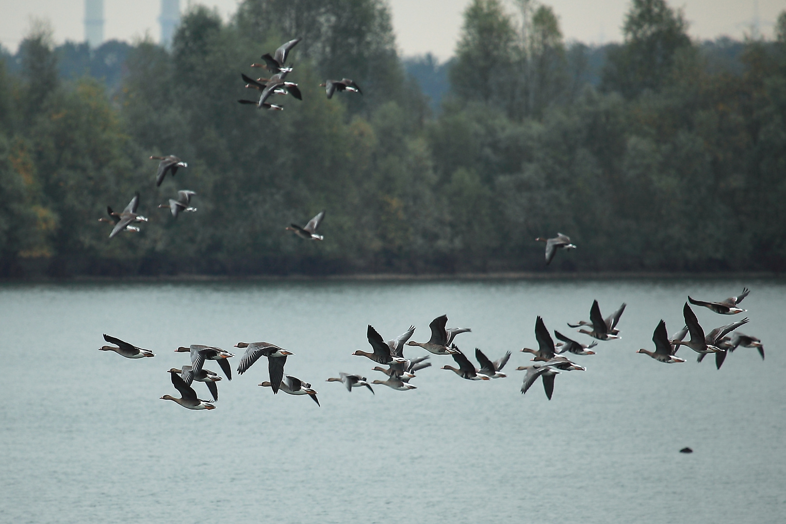 Blässgänse am Niederrhein