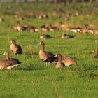 Blässgänse am Niederrhein