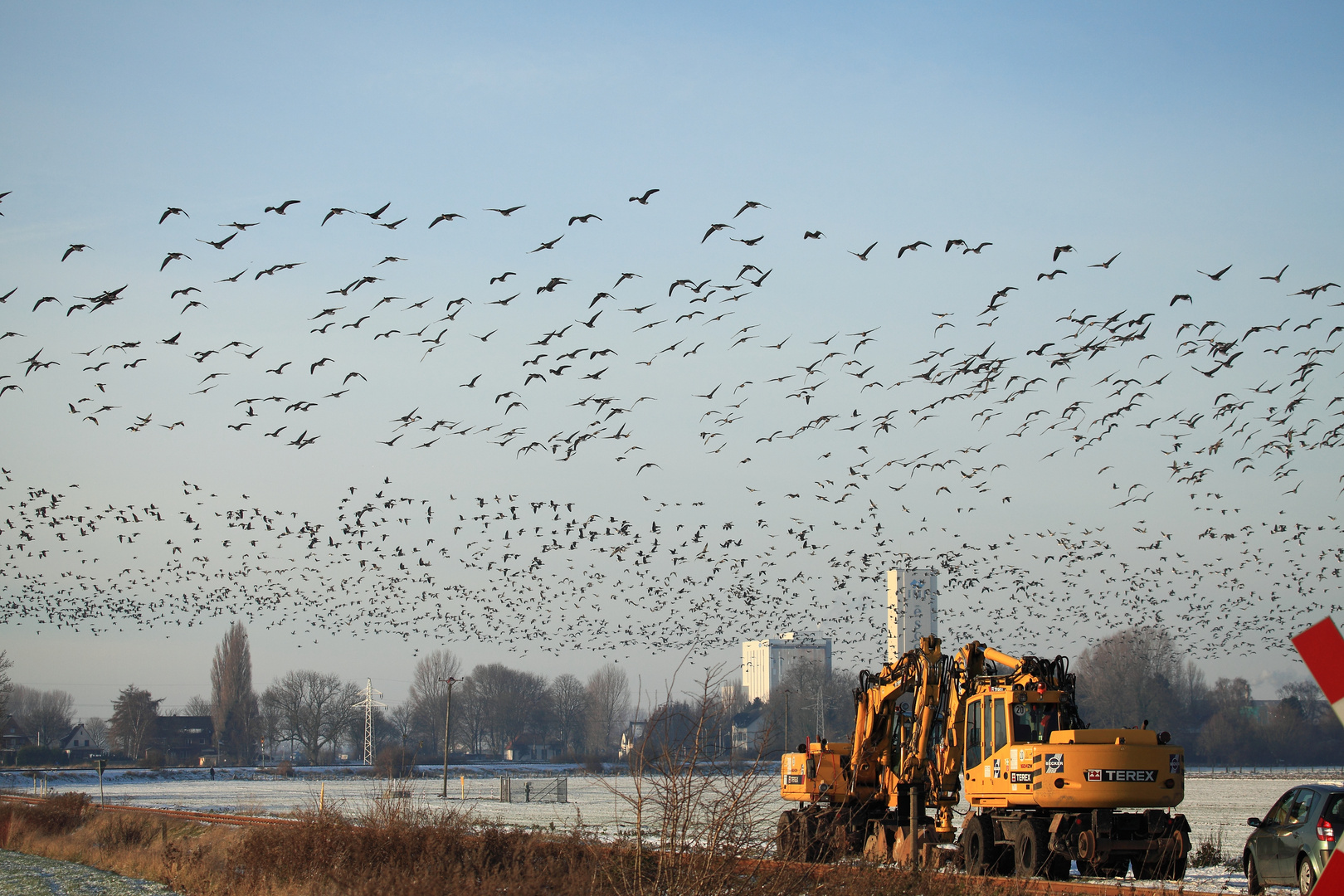 Blässgänse am Niederrhein