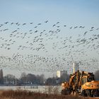 Blässgänse am Niederrhein