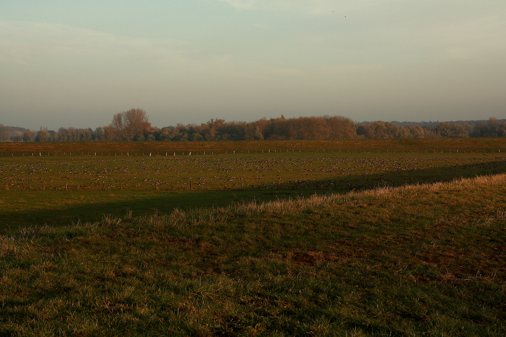 Blässgänse am Niederrhein (DOKU)