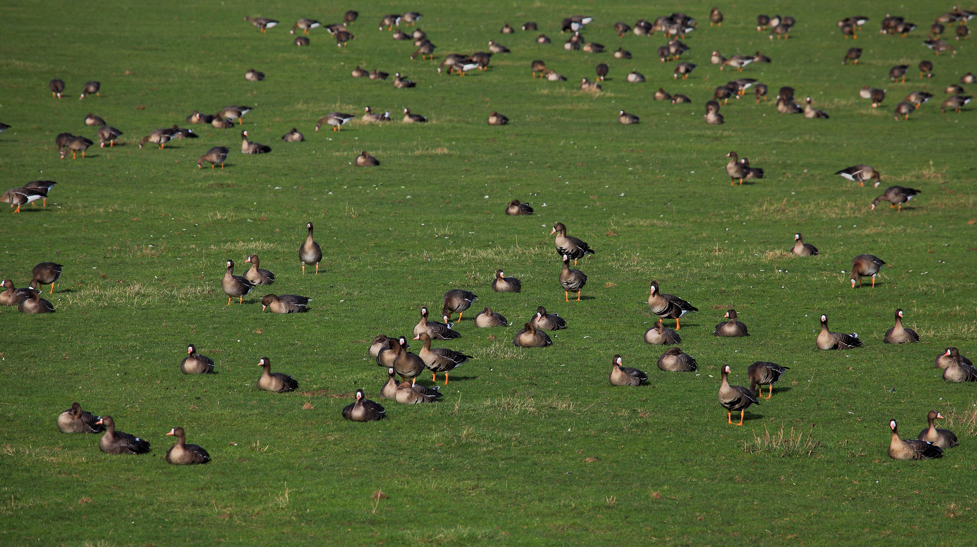 Blässgänse am Niederrhein