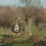 Blässgänse am Niederrhein II