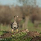 Blässgänse am Niederrhein II