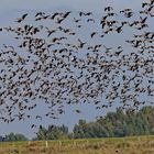 Blässgänse am Niederrhein vom Seeadler hochgescheucht