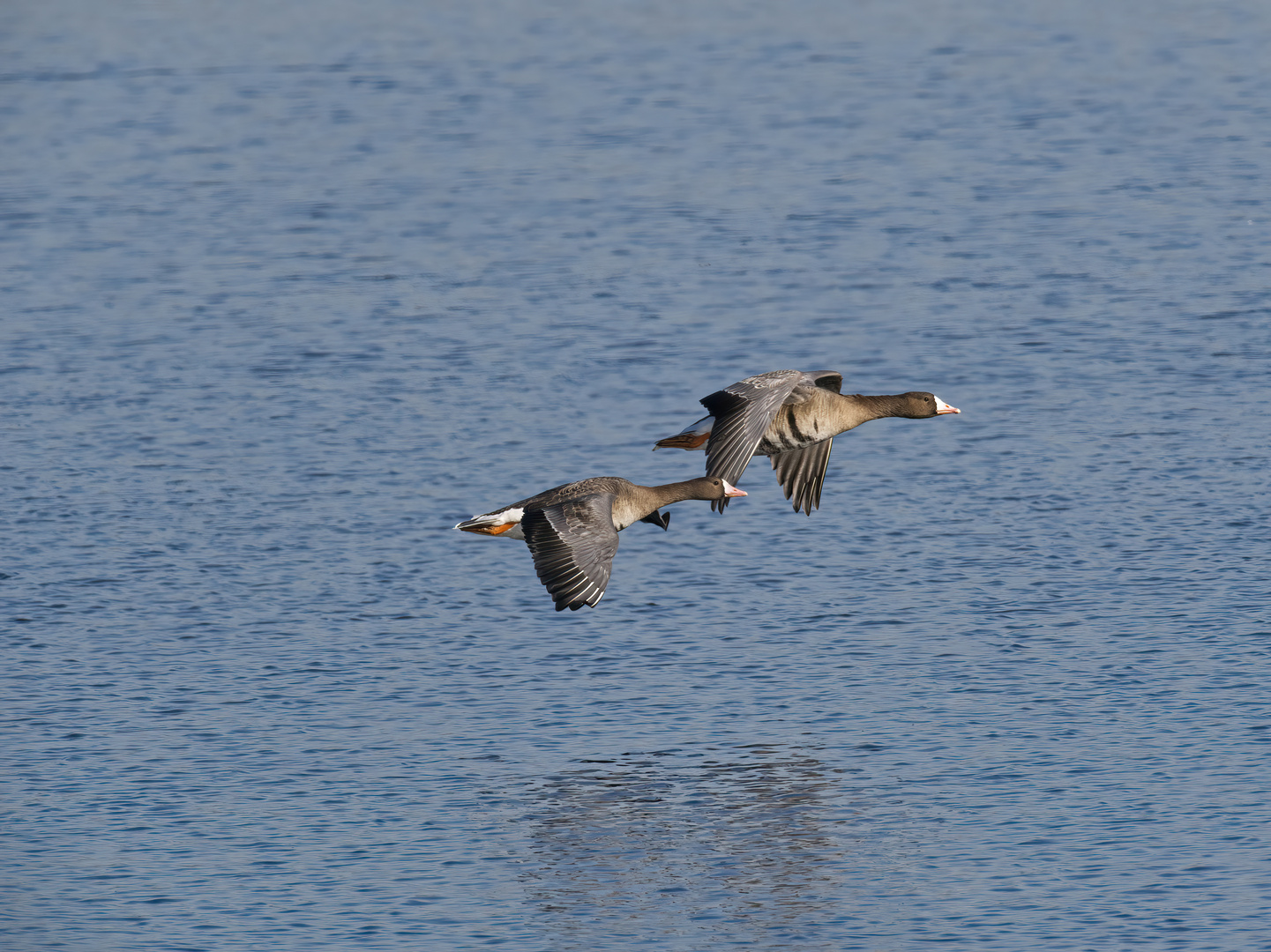 Blässgänse an der Bislicher Insel