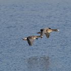 Blässgänse an der Bislicher Insel