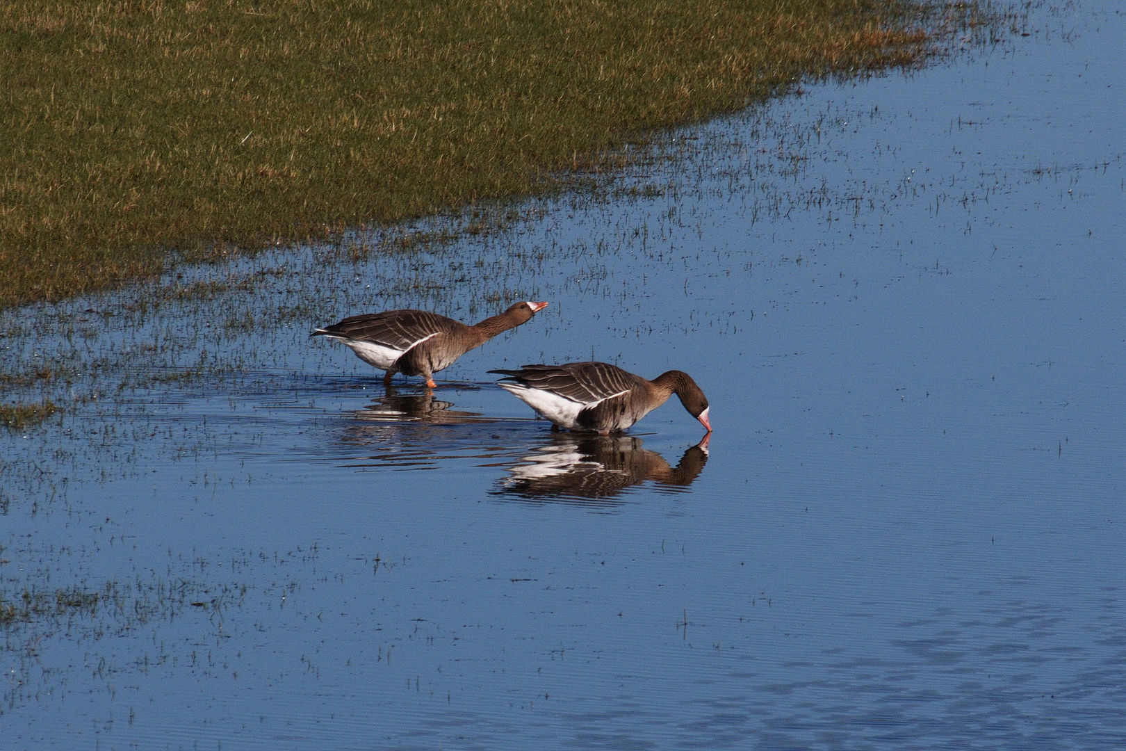 Blässgänse an der Lippe