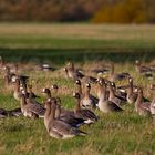 Blässgänse auf den Elbwiesen