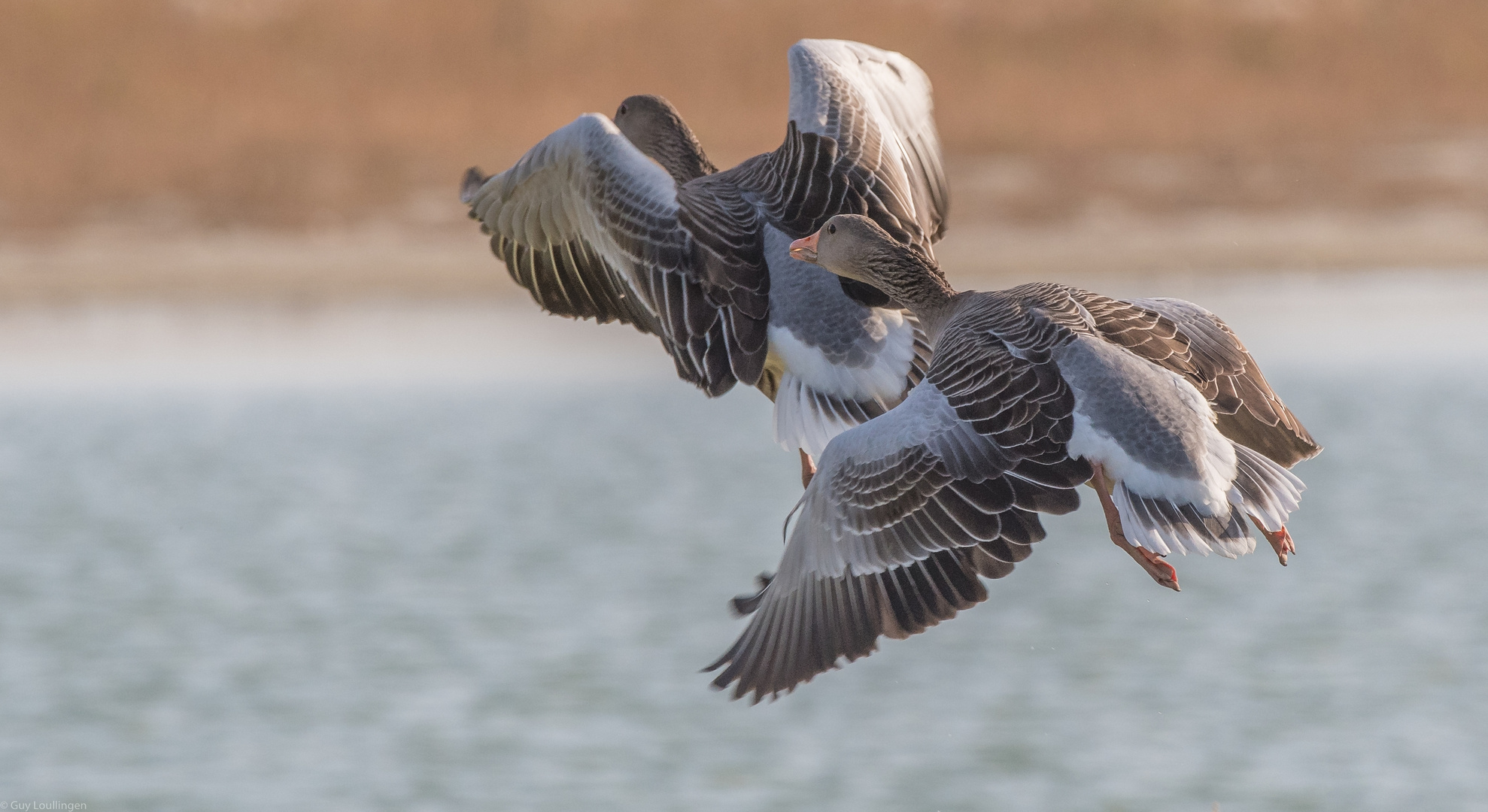 Blässgänse auf der Flucht