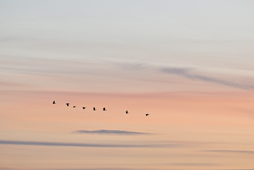 Bläßgänse – Flug zum Schlafplatz