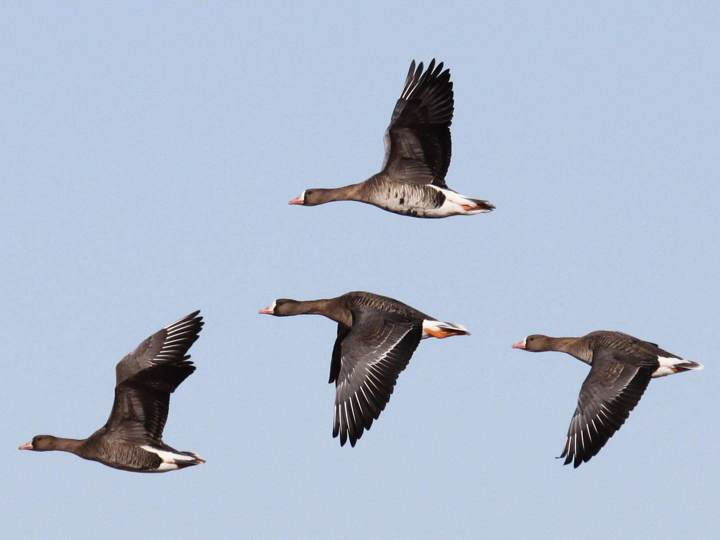 Blaessgänse im Anflug