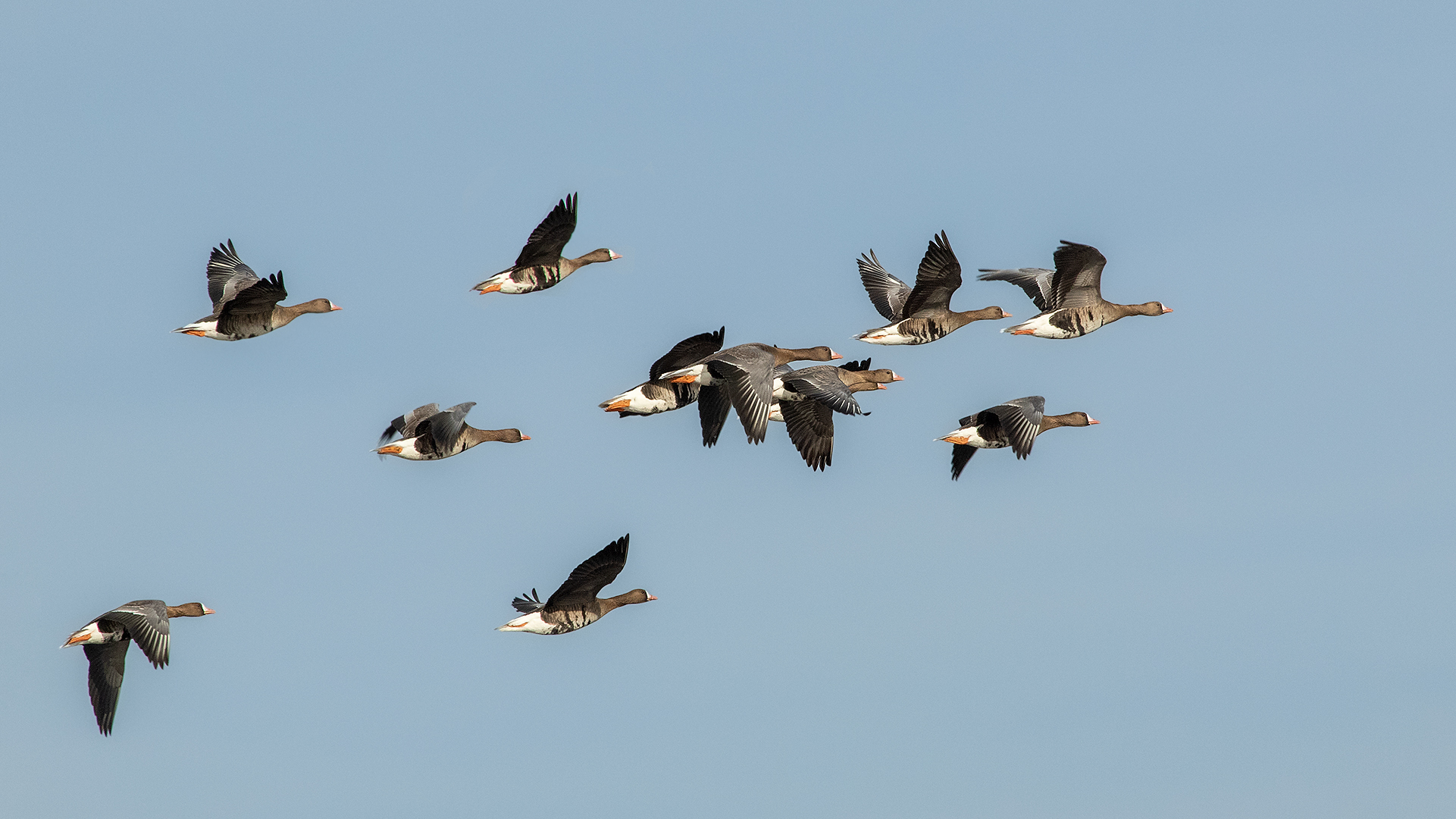 Blässgänse im Flug 002