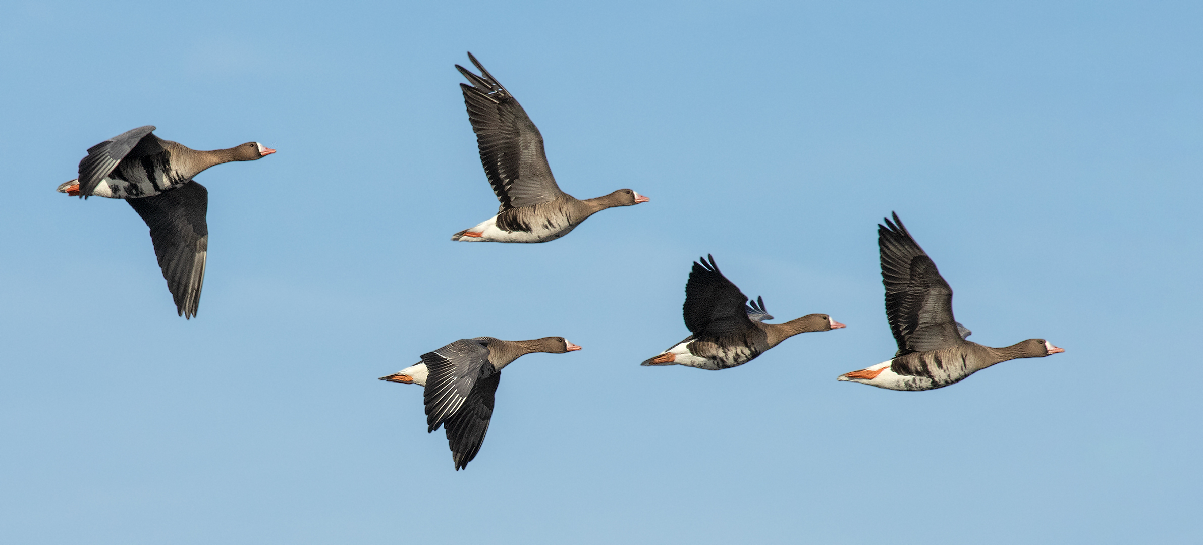 Blässgänse im Flug 004