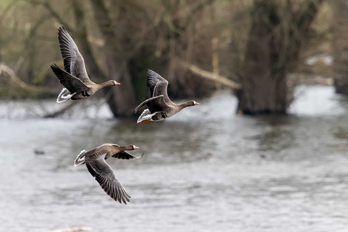 Blässgänse im Flug 1