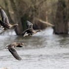 Blässgänse im Flug 1