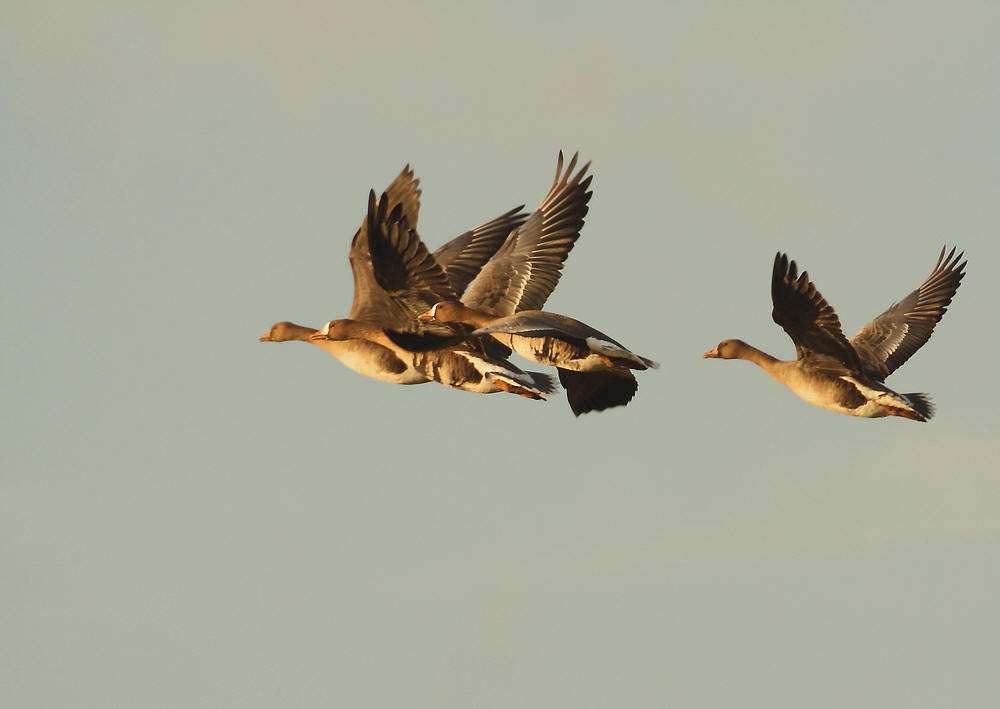 Blässgänse im Flug #2