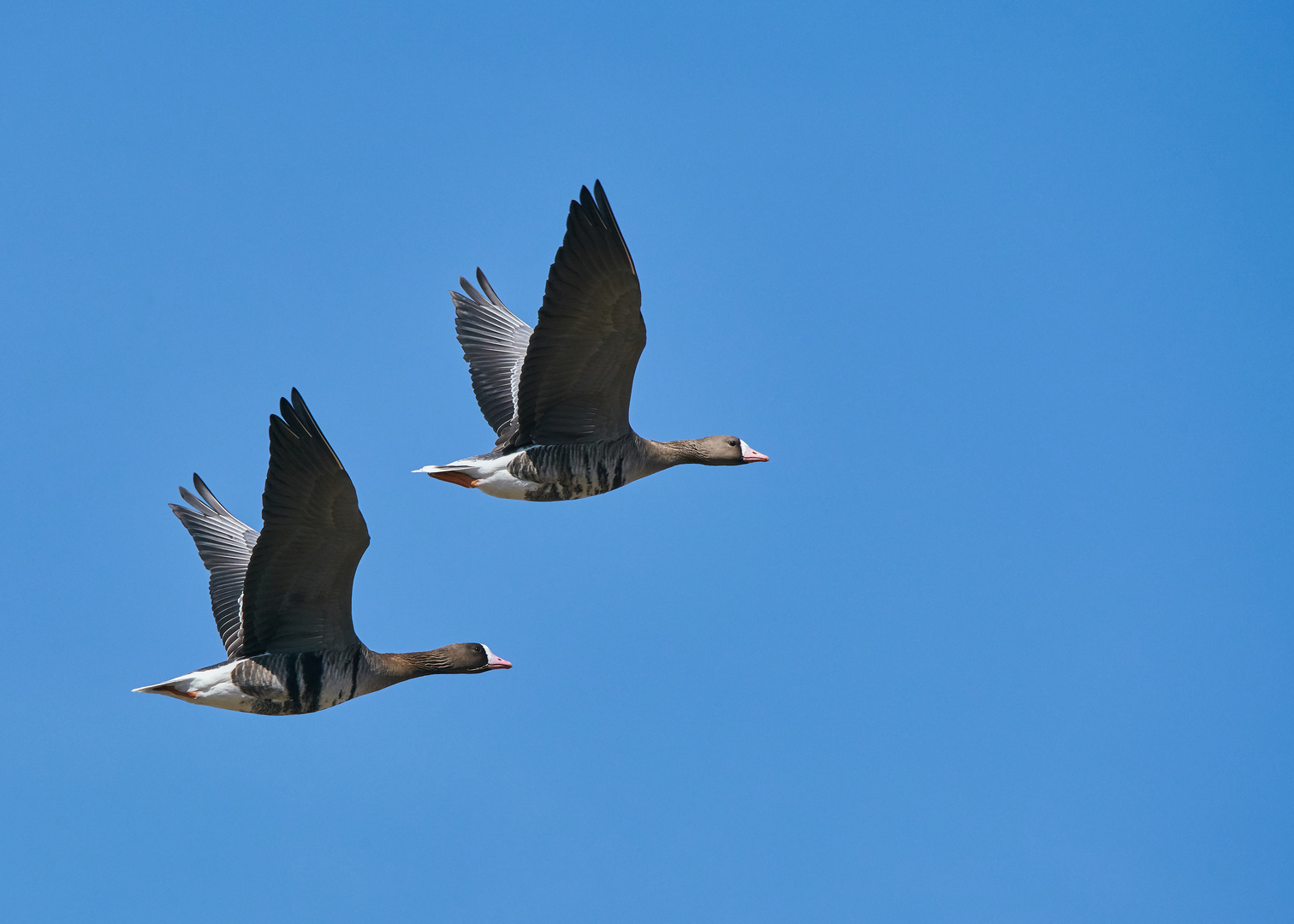 Blässgänse im Flug