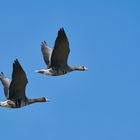 Blässgänse im Flug