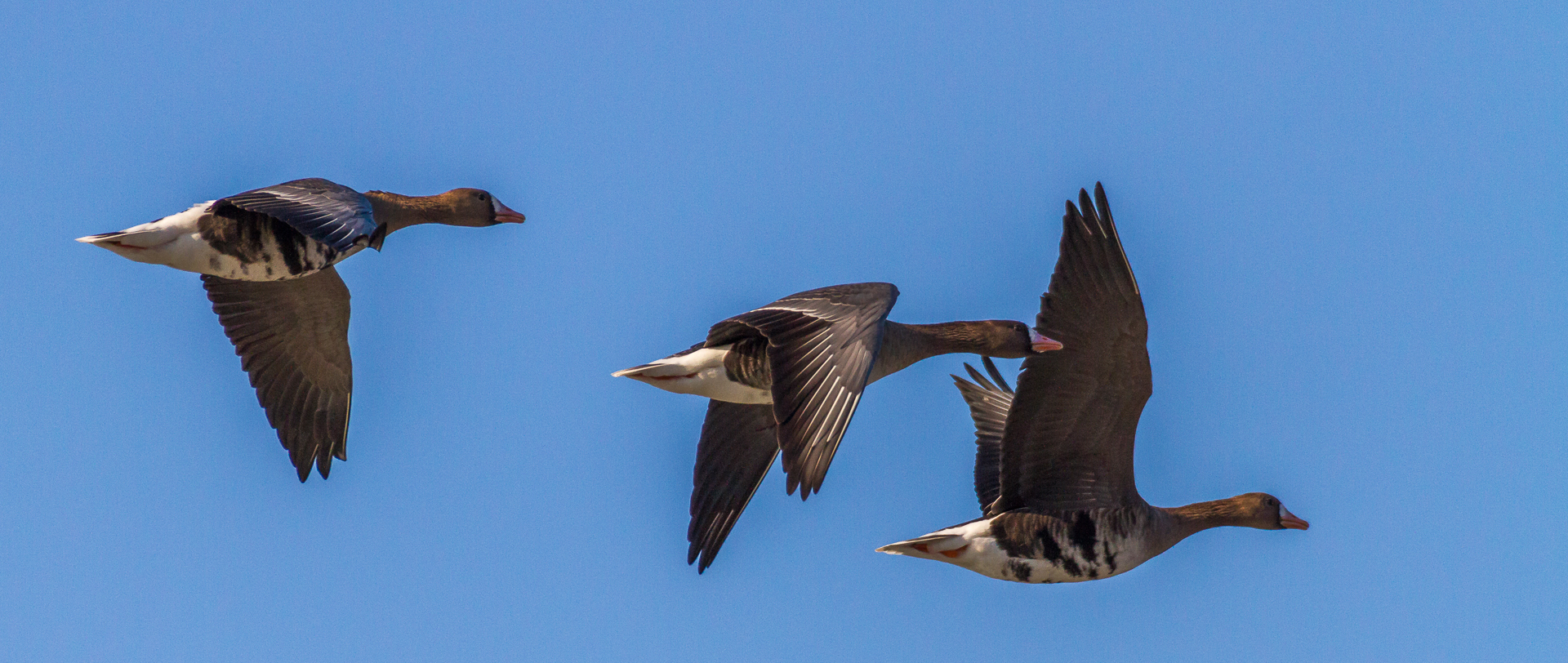 Blässgänse im Flug