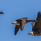 Blässgänse im Flug