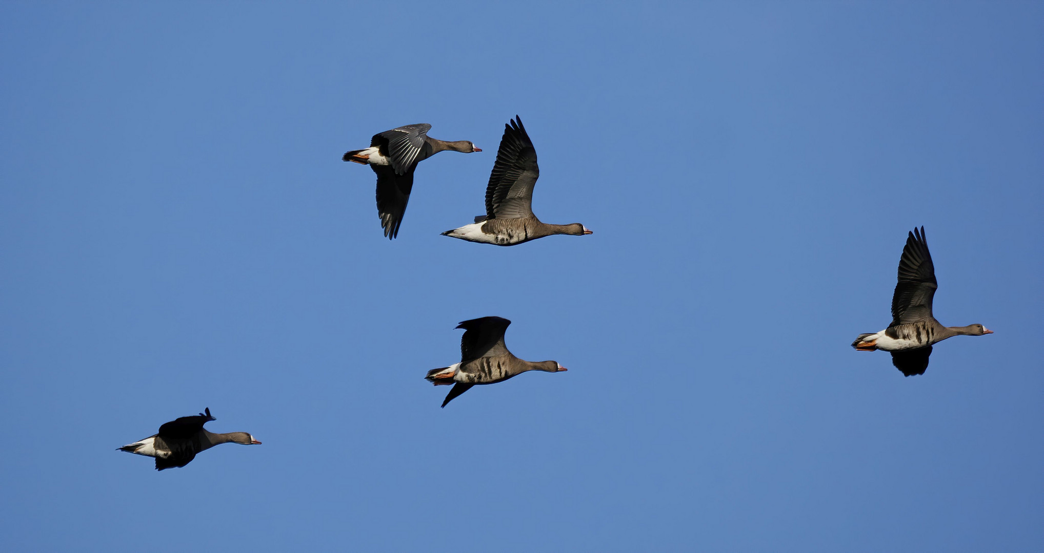 Blässgänse im Flug