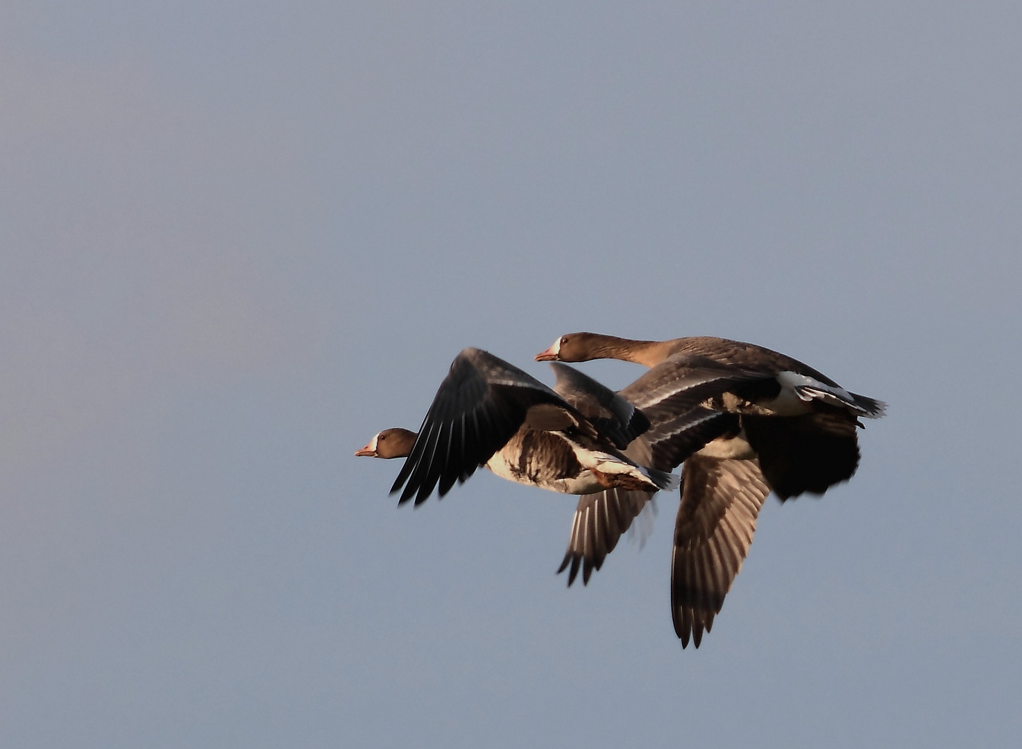 Blässgänse im Flug