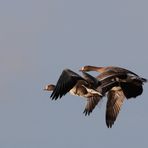 Blässgänse im Flug