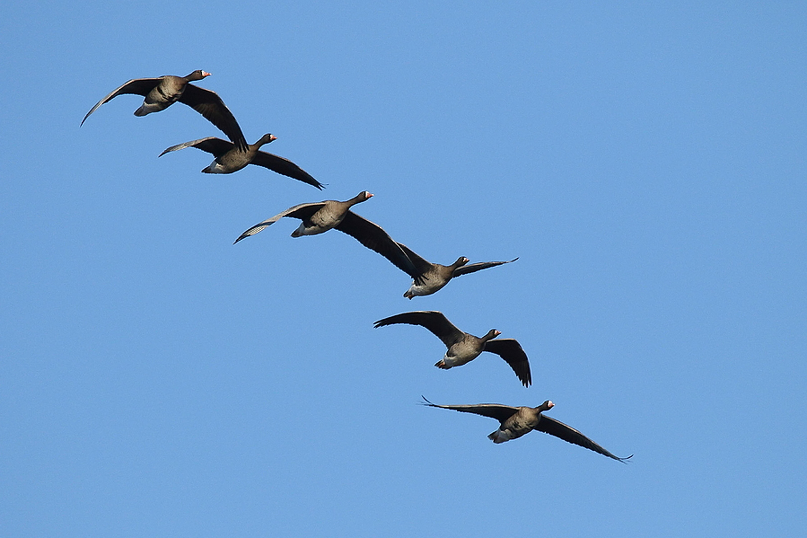 Bläßgänse im Formationsflug