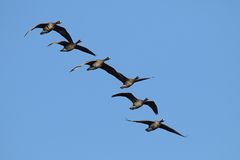 Bläßgänse im Formationsflug